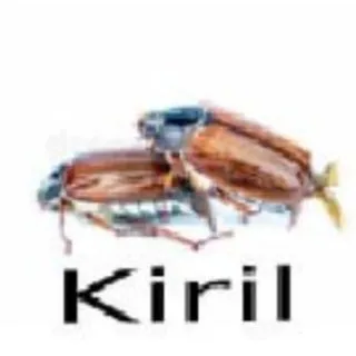 EVIL kiki chuchundra