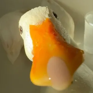 🦆 Тайны уток 🦆 [ЩП]