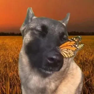Буттер брод