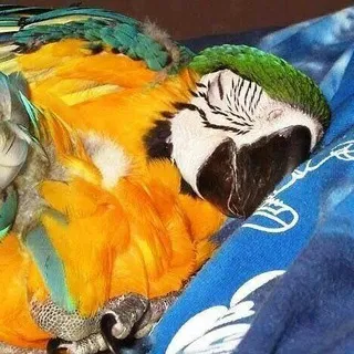 Наблюдения Лоренса о птичках и прочем.