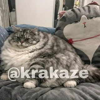 Чат ручений krakaze