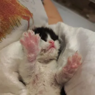 Котятки-козлятки