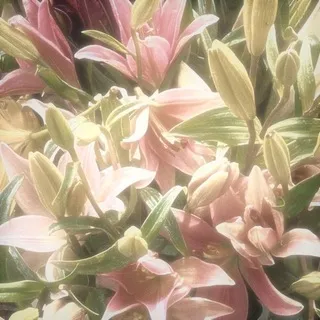 Конкурс Мия/Юкчи🌸🌱