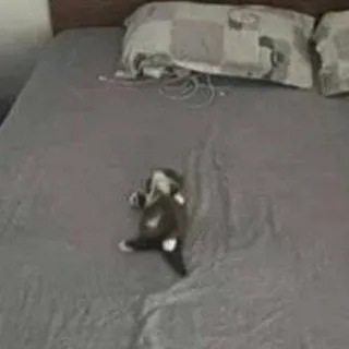 ШО