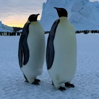Life in Antarctica