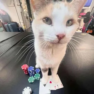 крисивий мерч