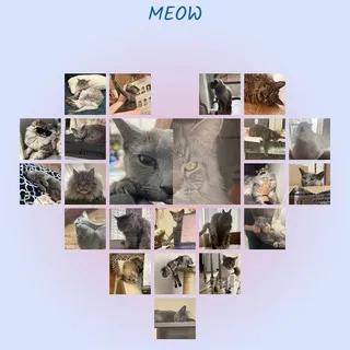 ˚✧₊ົཽ ༚🐾Meow🐾⁺˳✧༚