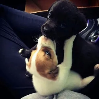 Can I love you?
